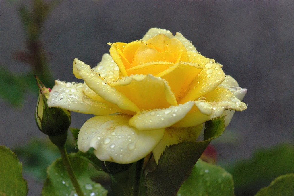 Rose-im-Regen-gelb