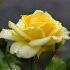 Rose-im-Regen-gelb