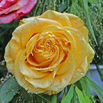 Rose im Regen -gelb-