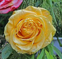 Rose im Regen -gelb-