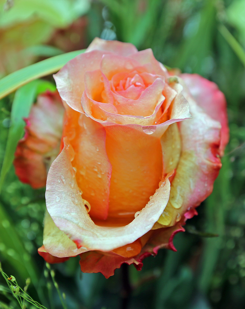 Rose im Regen -gelbrot-