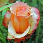 Rose im Regen -gelbrot-