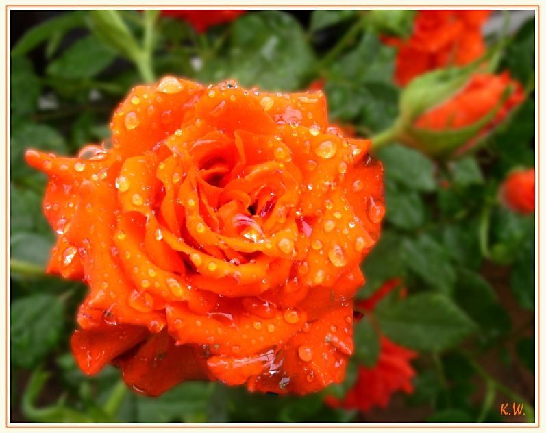 Rose im Regen II