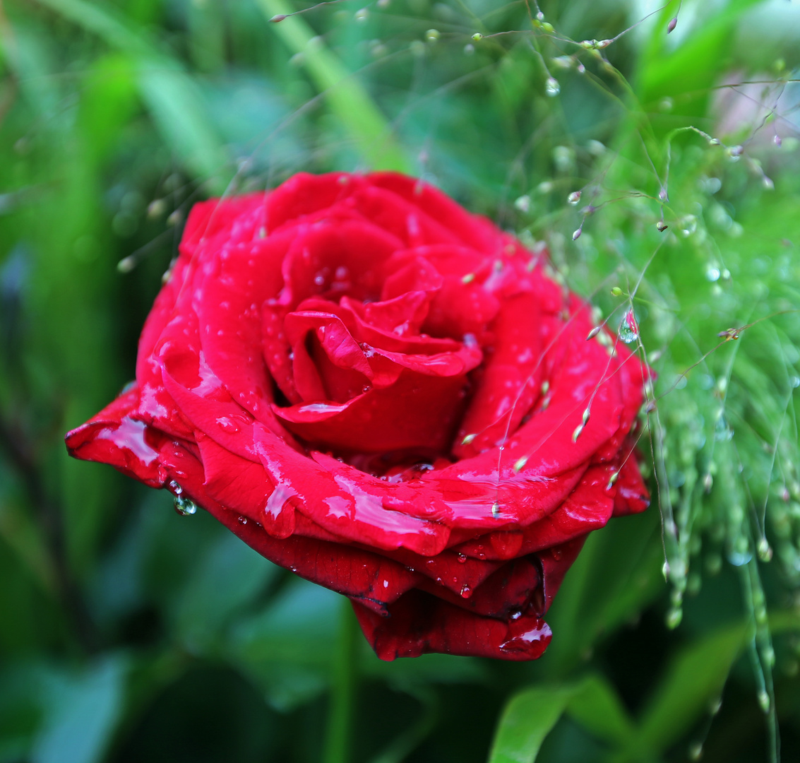 Rose im Regen -rot-