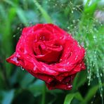 Rose im Regen -rot-