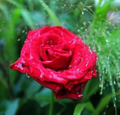 Rose im Regen -rot-