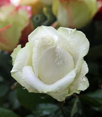 Rose im Regen -weiß-