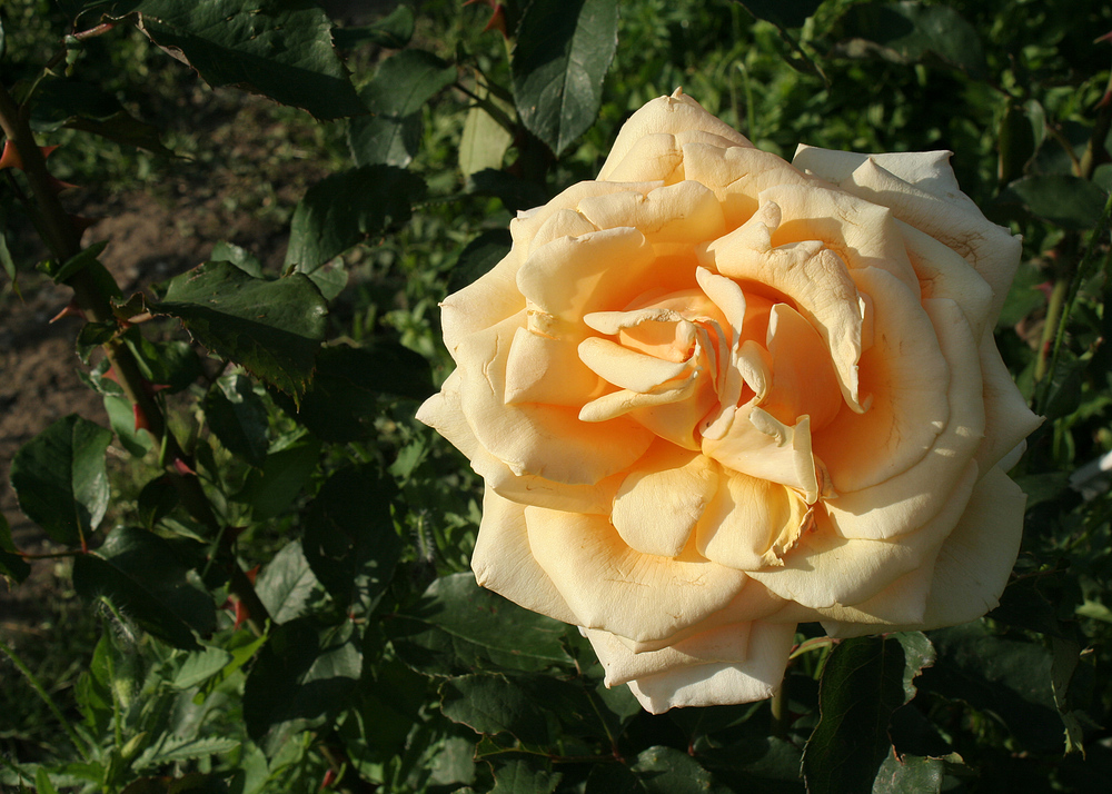 Rose im Rosarium am Donaukanal