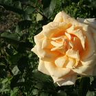Rose im Rosarium am Donaukanal