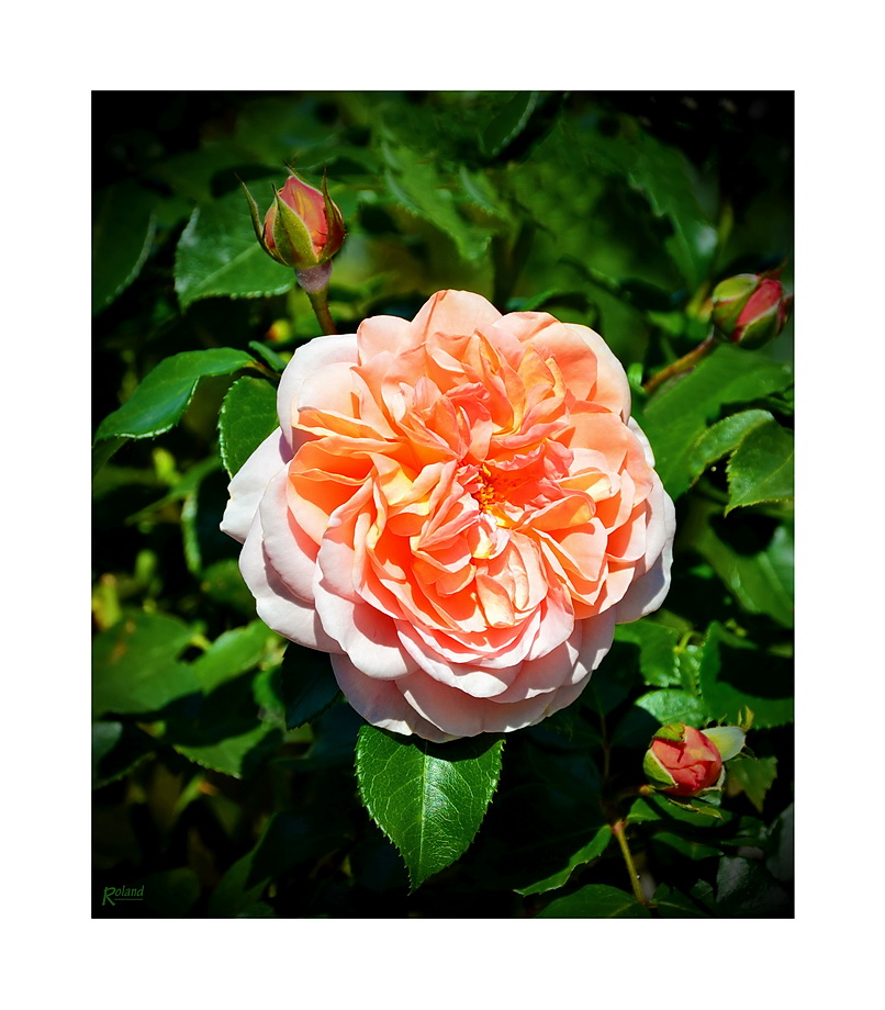 Rose im Rosarium in Sangerhausen