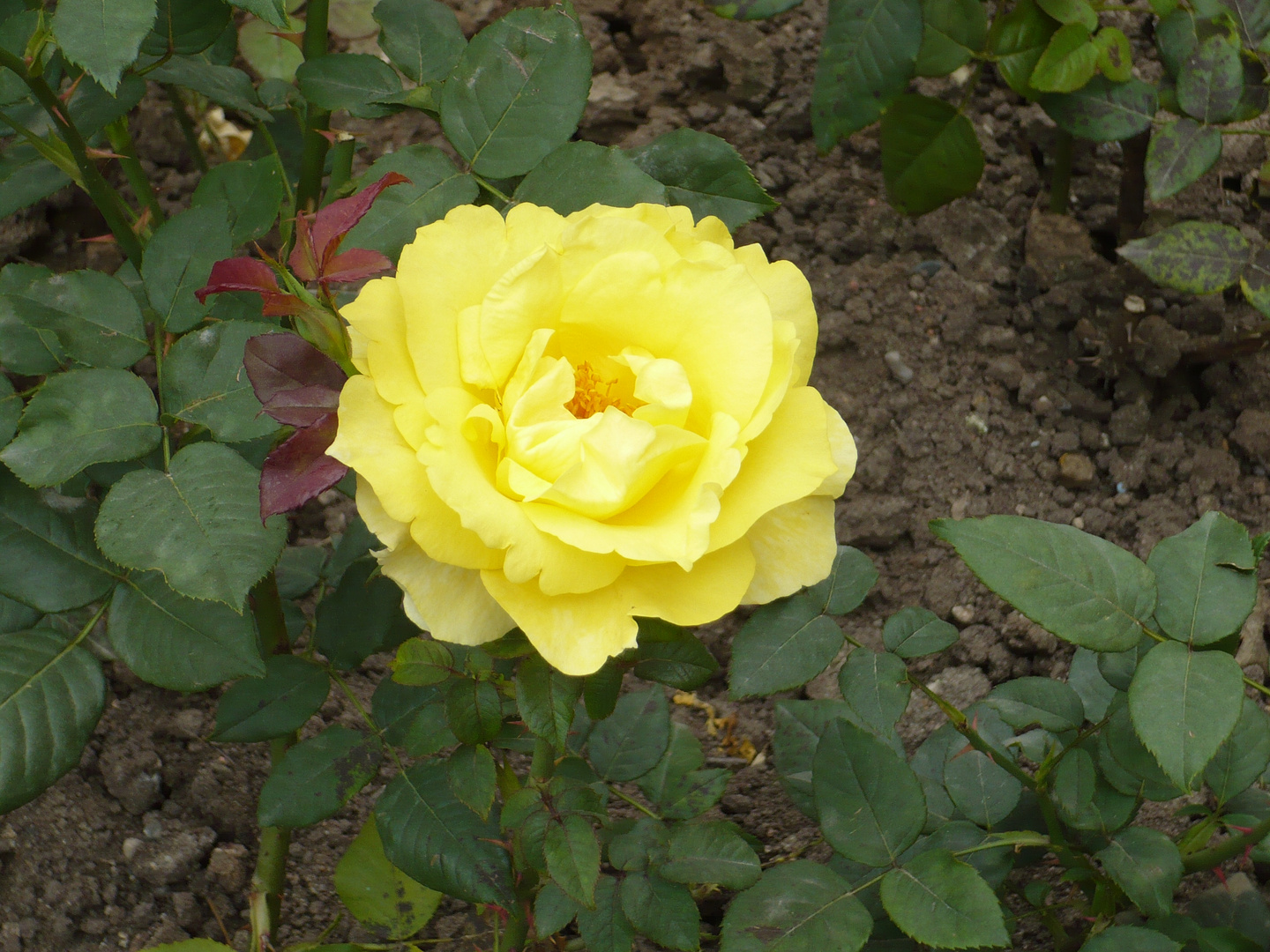 Rose im Rosengarten Bamberg