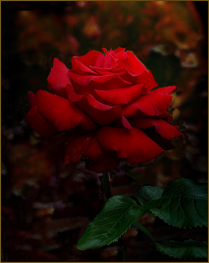 Rose im Schatten