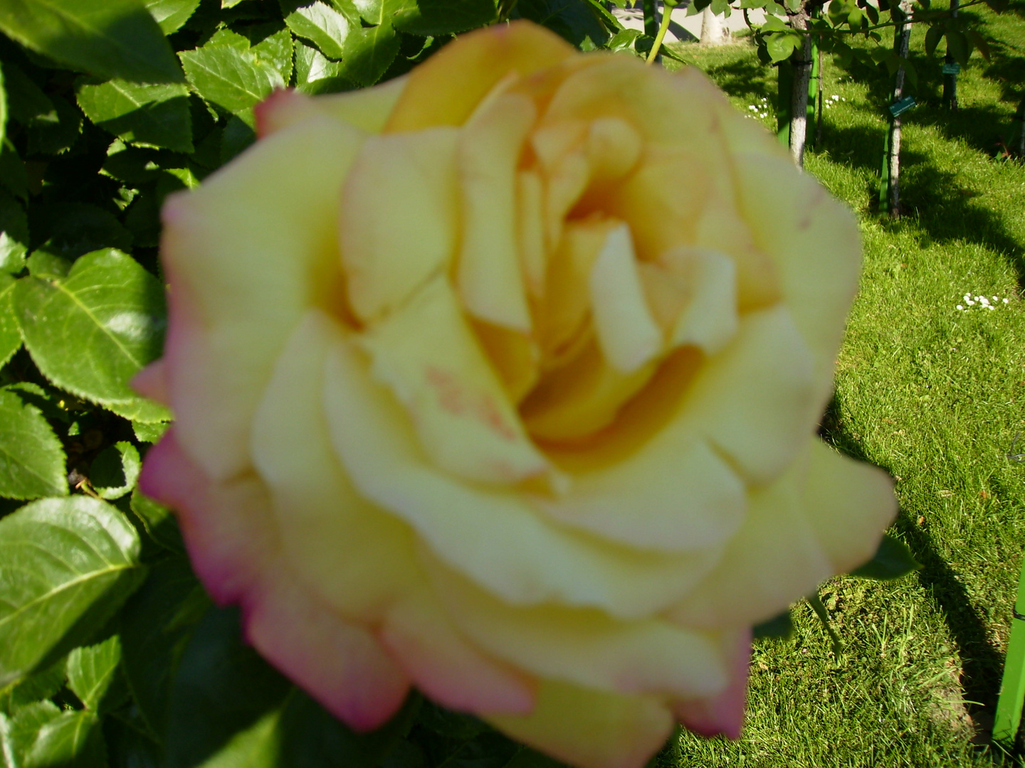 Rose im Schatten