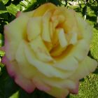 Rose im Schatten