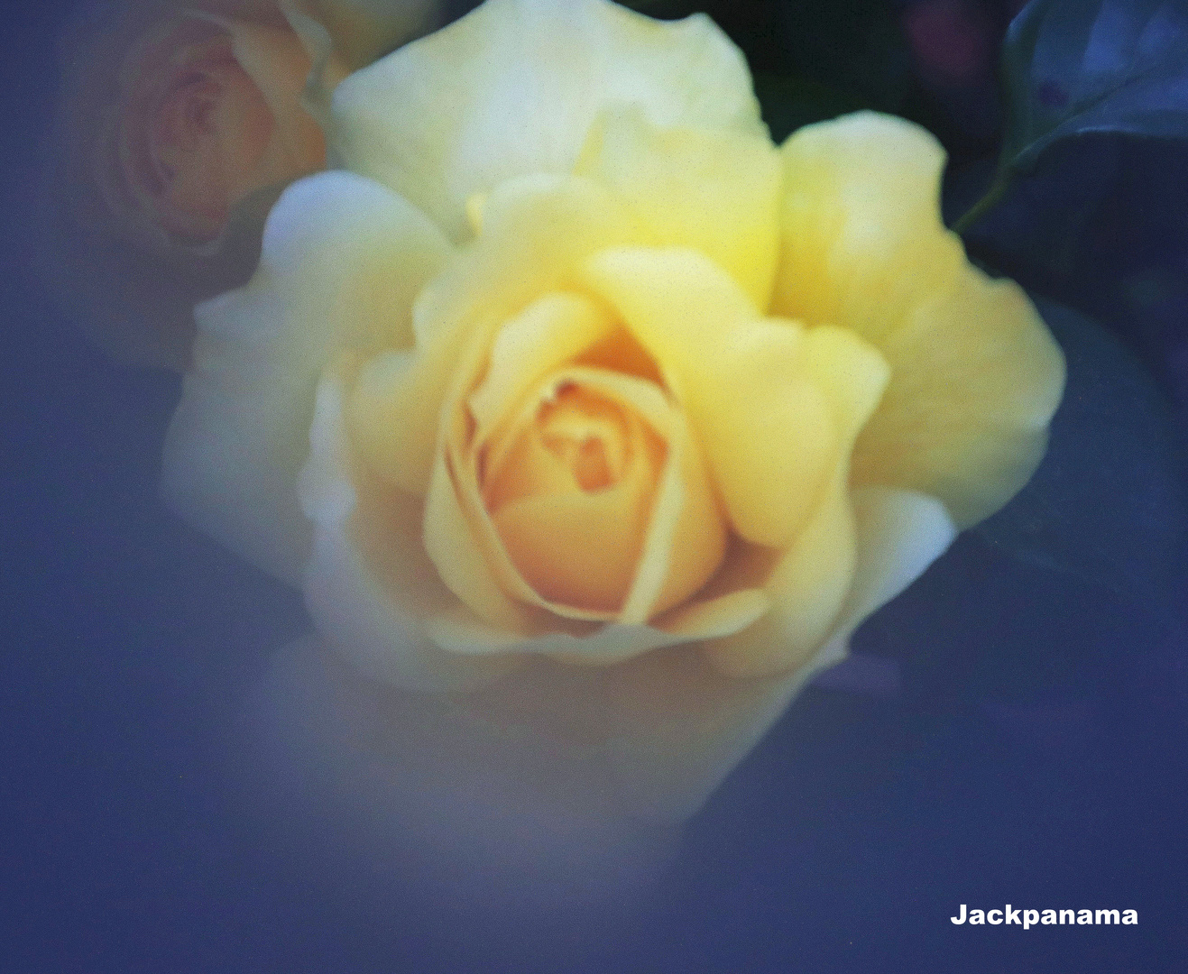 Rose im Schleier