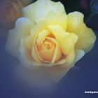 Rose im Schleier