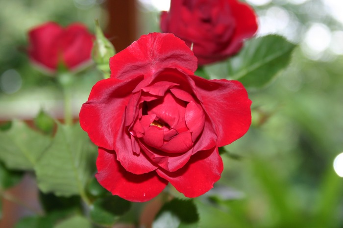 Rose im schlichten Mantel