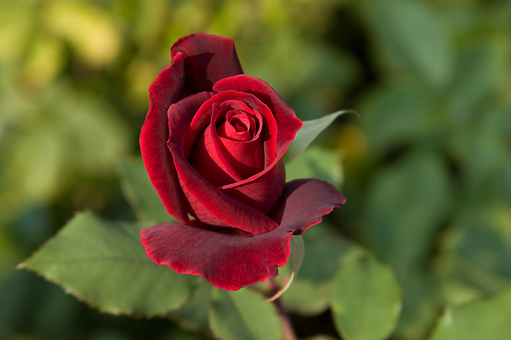 Rose im Schlossgarten von Rapperswil