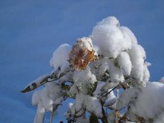 Rose im Schnee