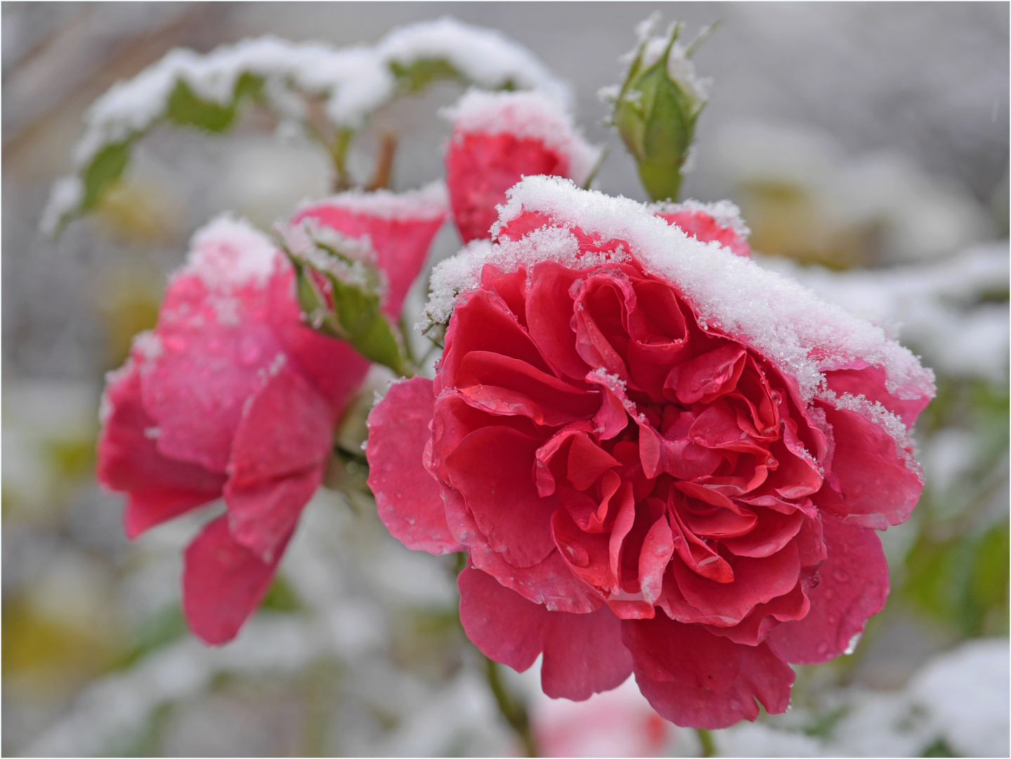 Rose im Schnee