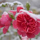 Rose im Schnee