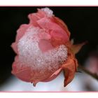 **Rose im Schnee** (2)