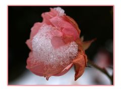 **Rose im Schnee** (2)