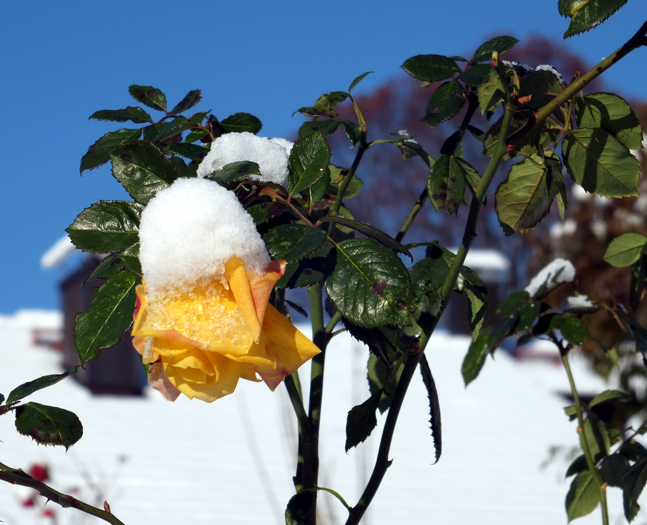 Rose im Schnee