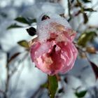 Rose im Schnee