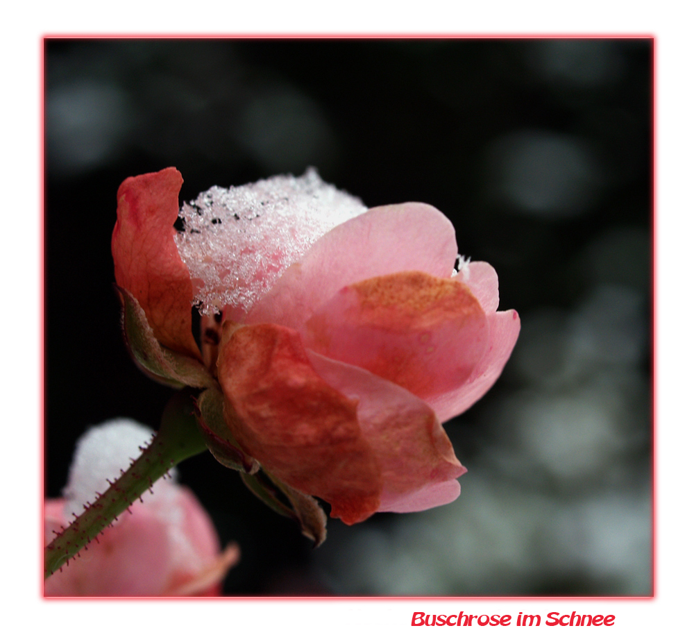 **Rose im Schnee** (3)