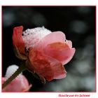 **Rose im Schnee** (3)