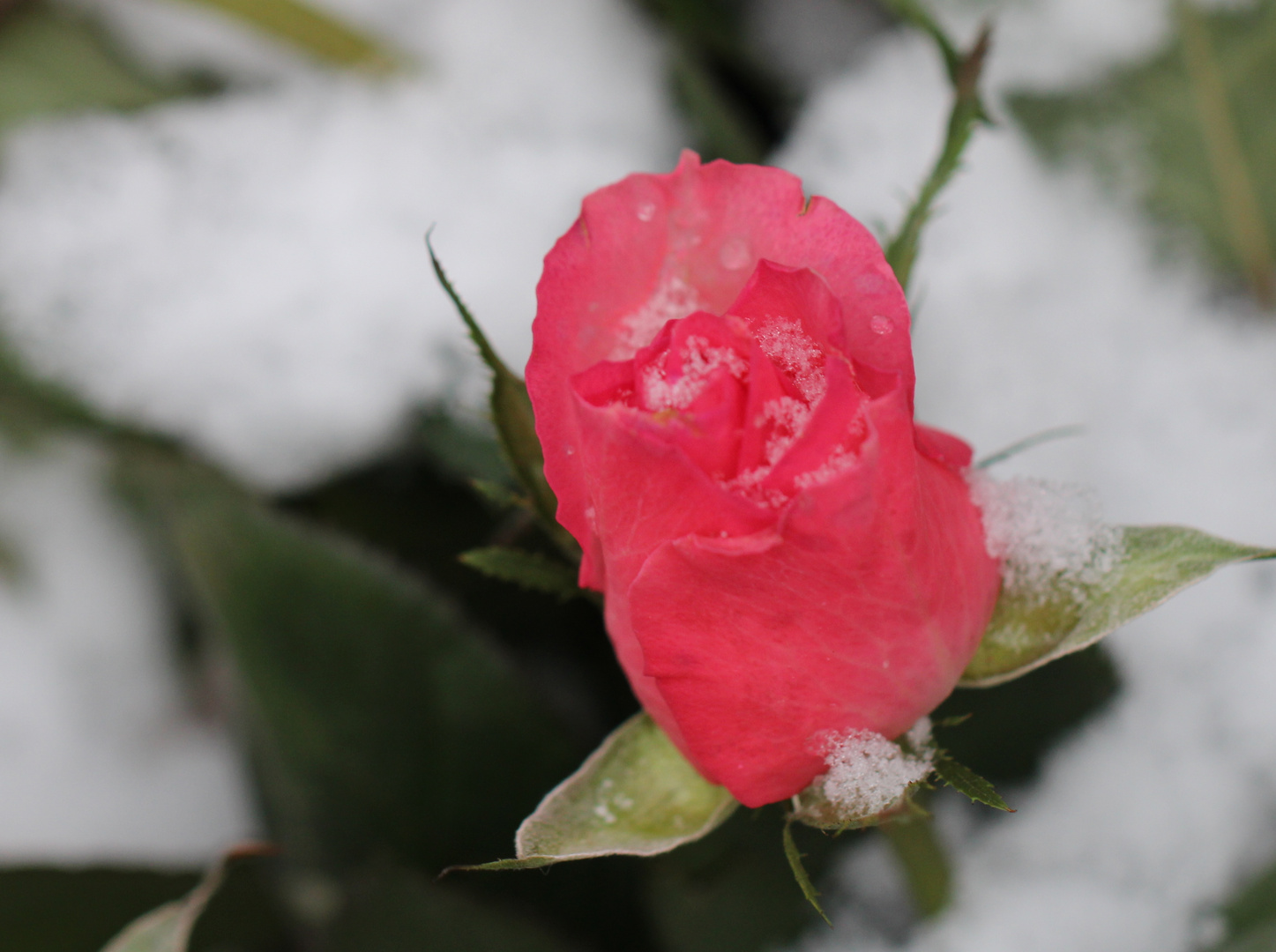 Rose im Schnee