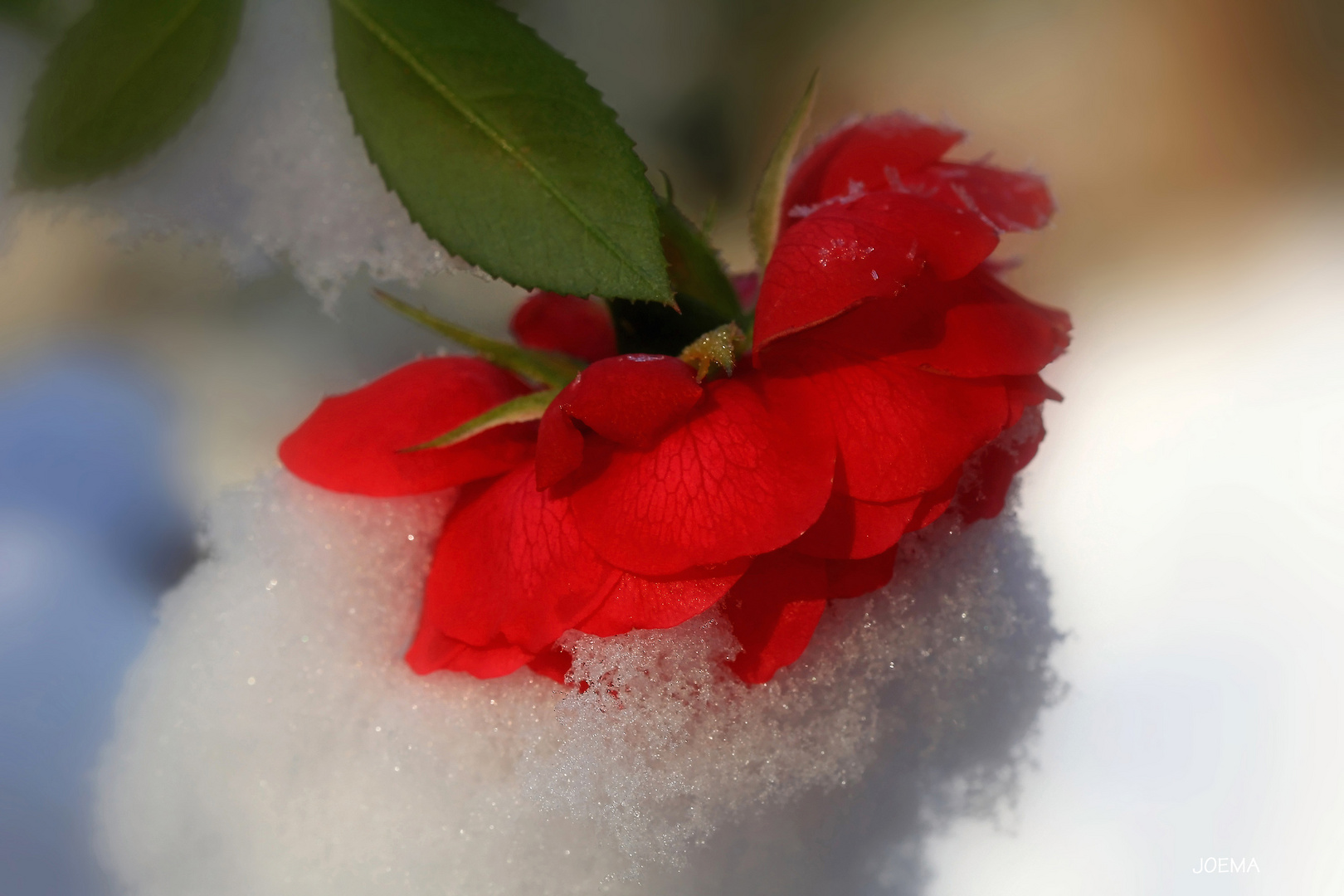 Rose im Schnee