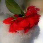 Rose im Schnee