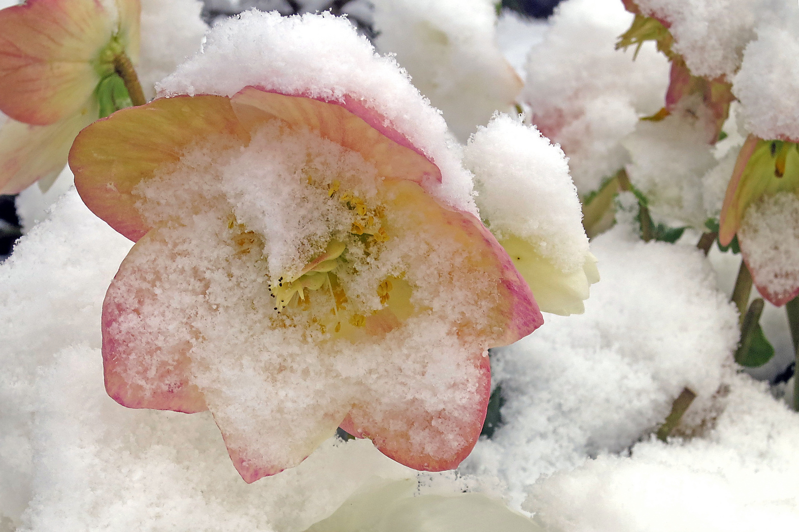 Rose im Schnee