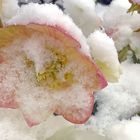 Rose im Schnee