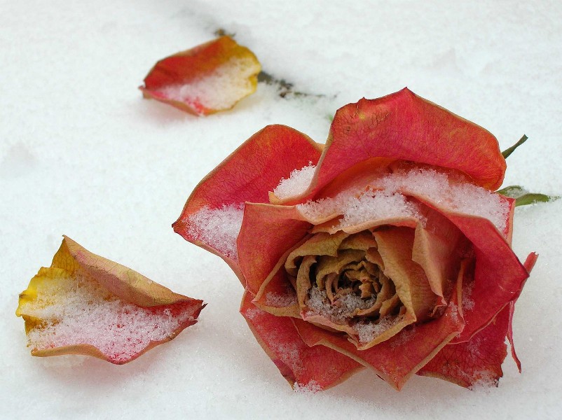 Rose im Schnee