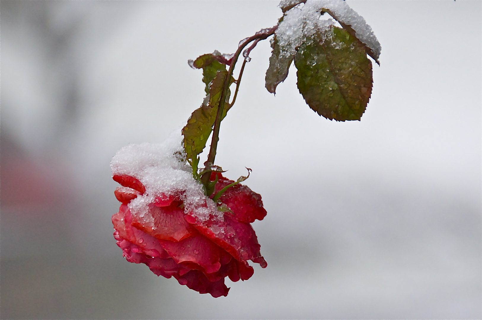 Rose im Schnee