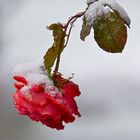 Rose im Schnee