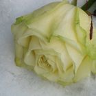 Rose im Schnee