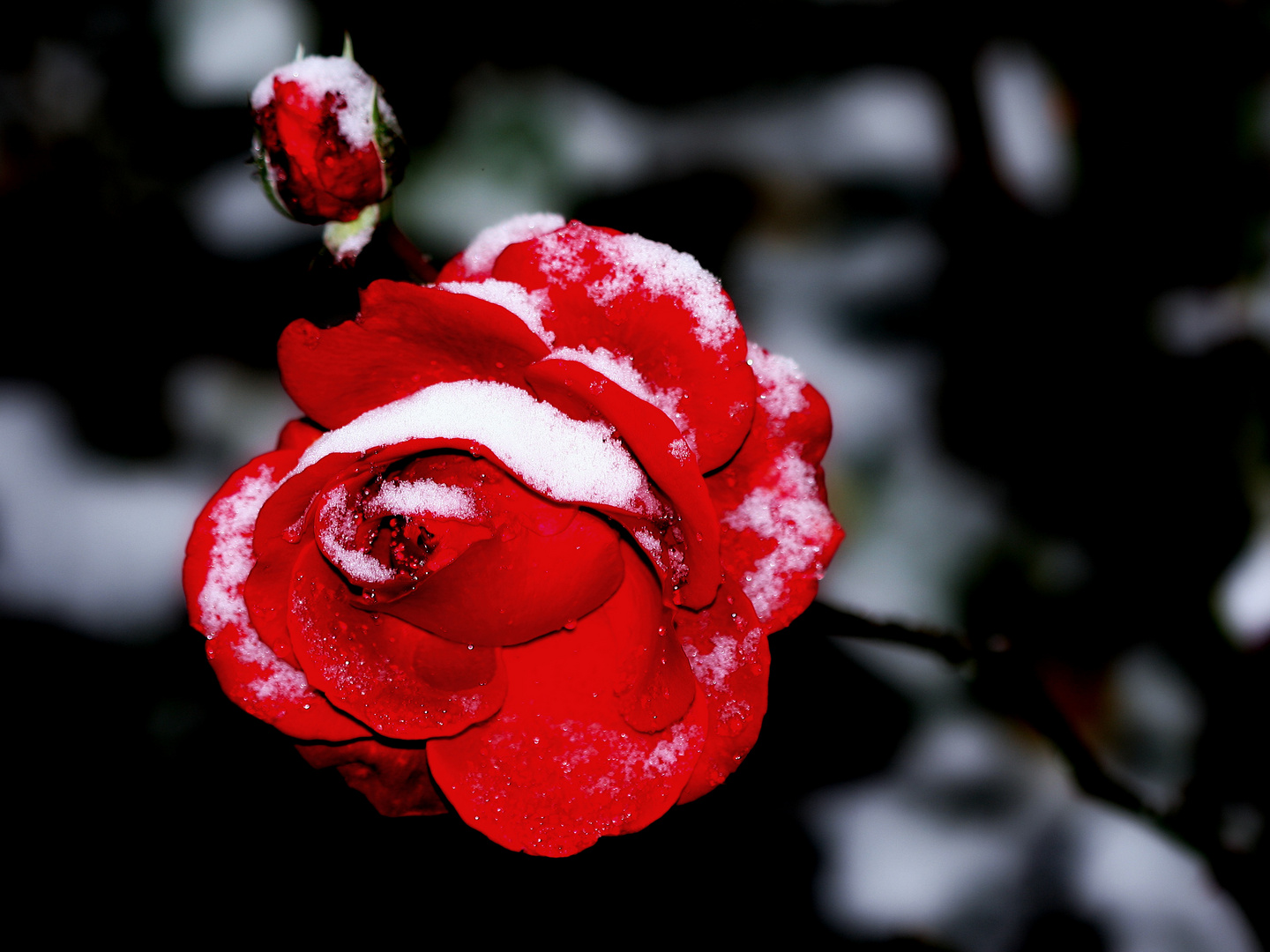 Rose im Schnee