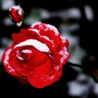 Rose im Schnee