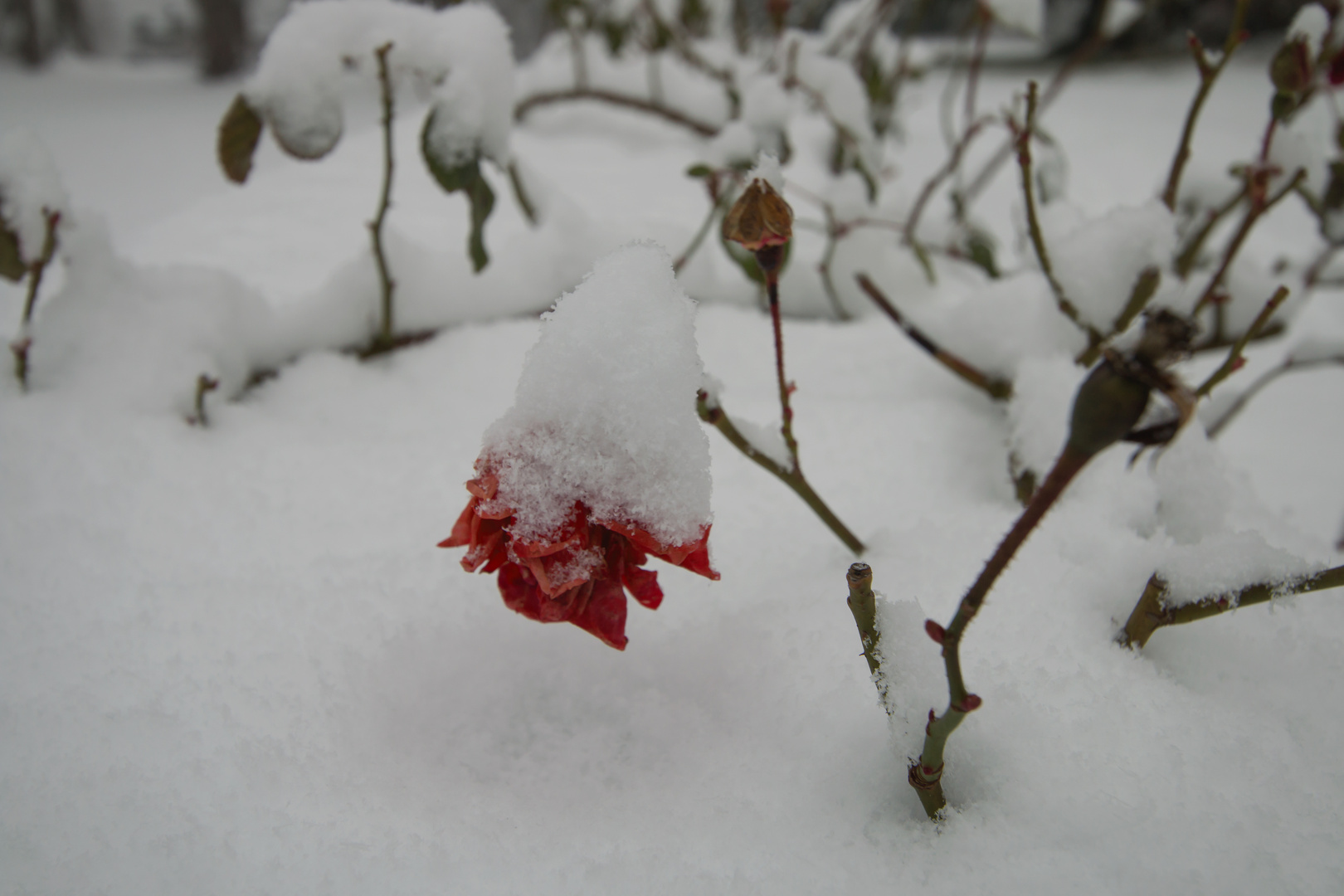 Rose im Schnee...