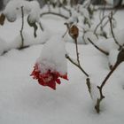 Rose im Schnee...