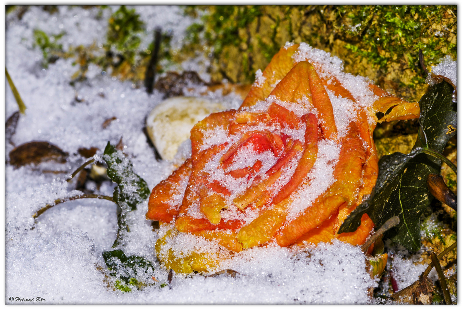 Rose im Schnee