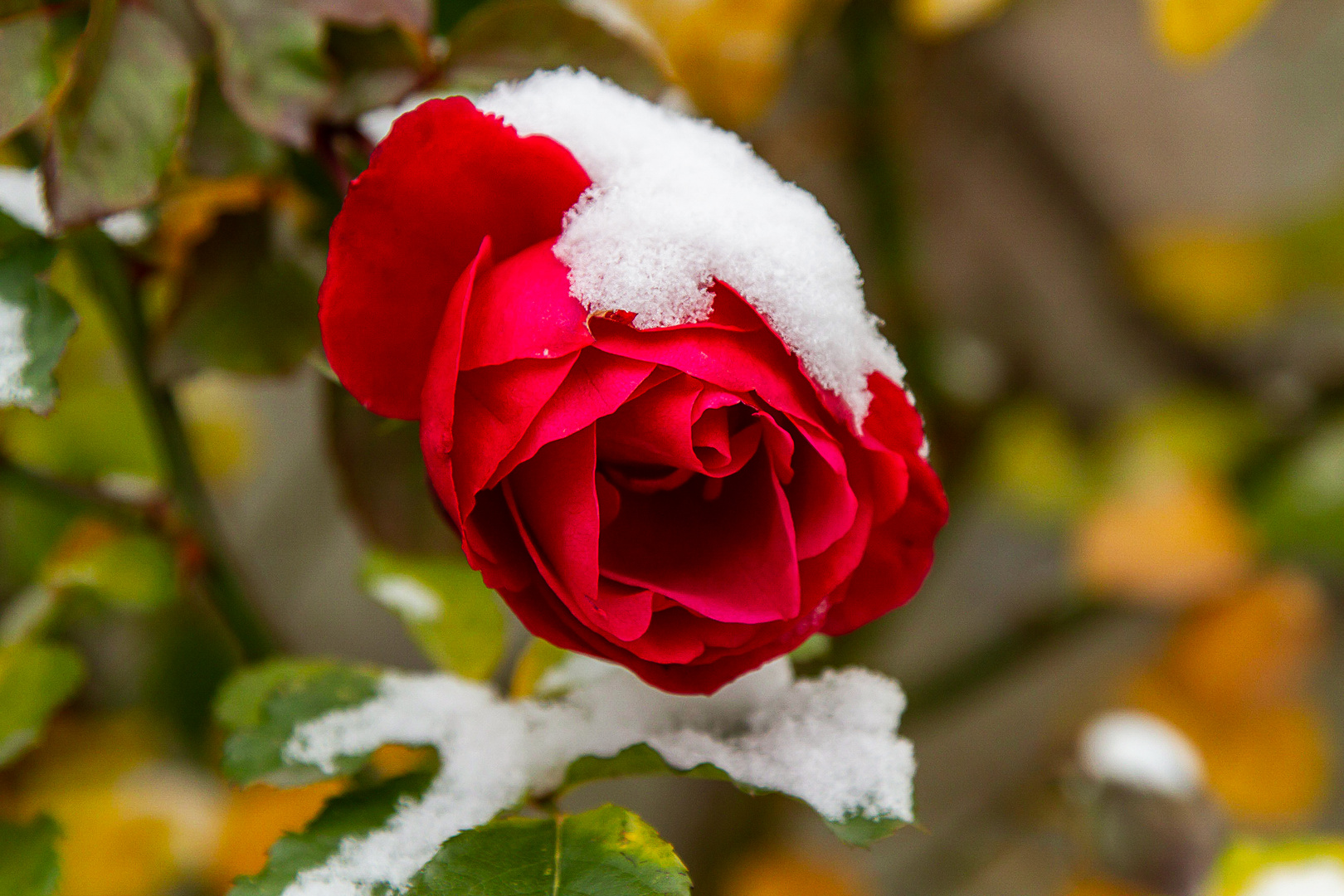 Rose im Schnee