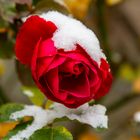 Rose im Schnee