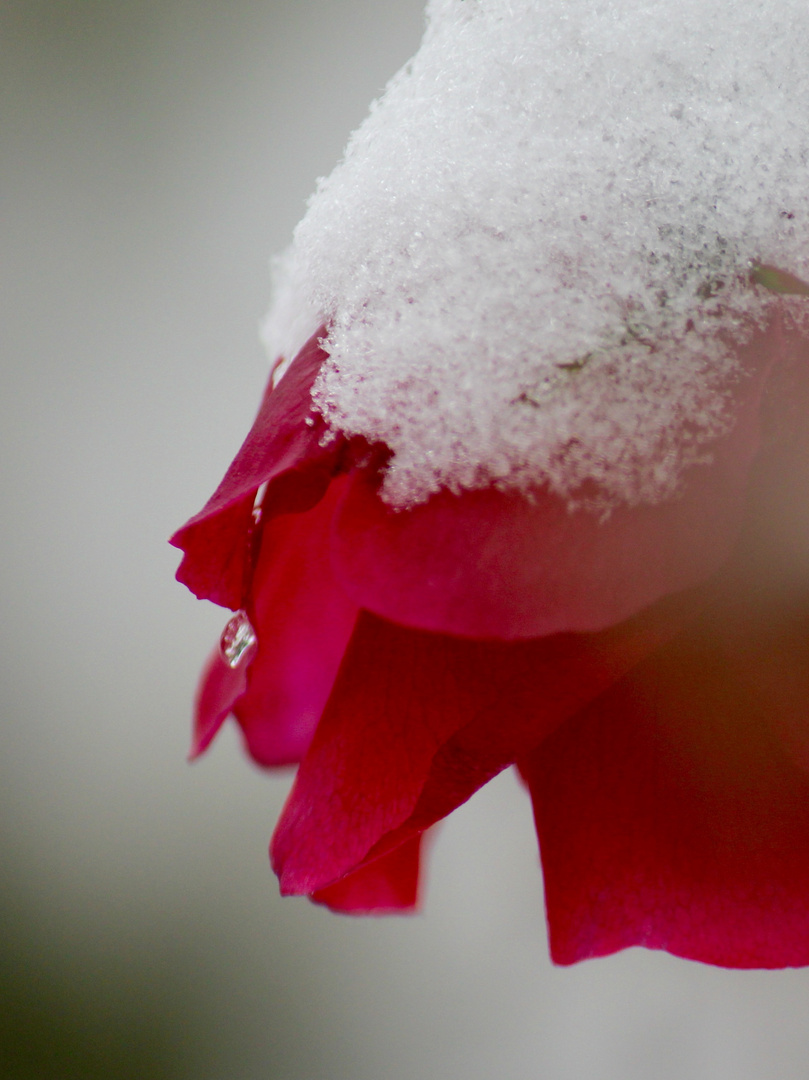 Rose im Schnee!