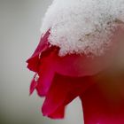 Rose im Schnee!