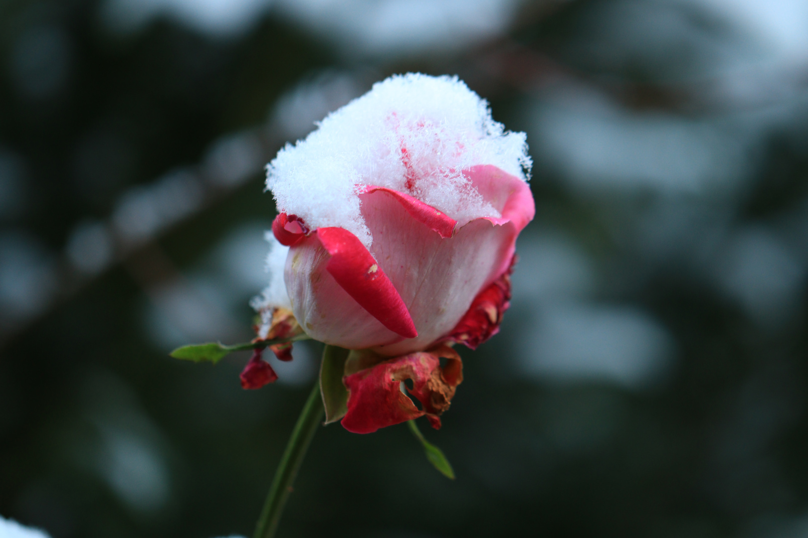 Rose im Schnee